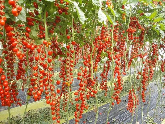 Seeds Vine Red Tomato Indeterminate Non GMO Vegetable for Planting