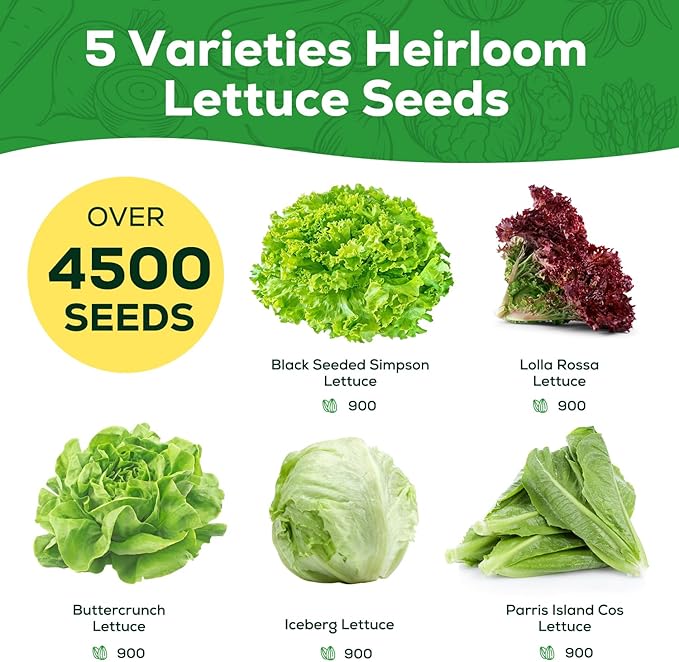 Heirloom Lettuce Seeds - 5 Varieties Lettuce Seeds for Planting - Black Seeded Simpson, Iceberg, Buttercrunch, Parris Island Cos & Lolla Rossa Lettuce - Home Garden & Hydroponic Seeds
