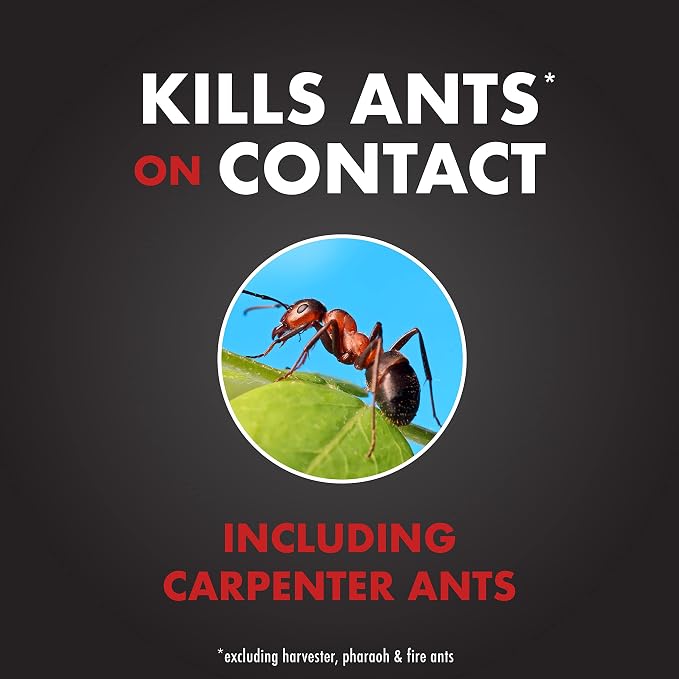 Spectracide Ant Shield Insect Killer Aerosol, 15-Ounce, Case Pack of 12