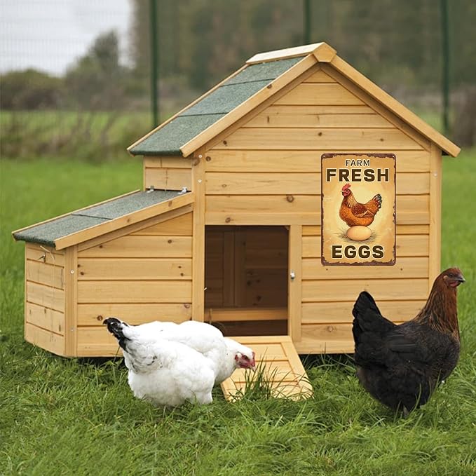 Funny Coop Sign Farm Fresh Eggs Chicken Metal Tin Sign Wall Decor for Farmhouse Home Kitchen Bar Yard Porch 12×8 Inch