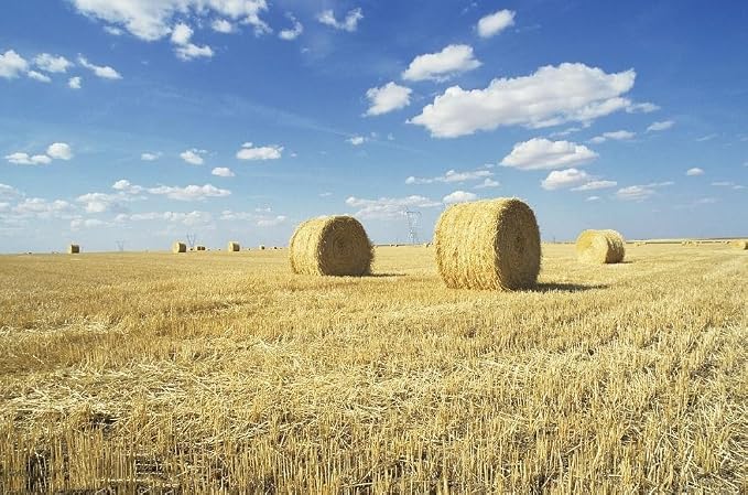 Wheat Straw 100% Natural Soft Dry Straw Bale Grass Cover Garden Mulch | for Animal bed Dogs Cats Poultry and Grass Cover Garden Mulch (yellow, 1LB)