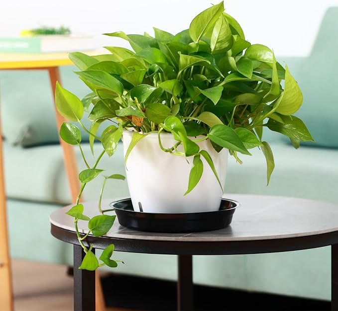 100 Packs 6 Inches Large Plant Saucers for Indoor Outdoor Use Heavy Duty Plastic Plant Plate Dish for Planter Bulk Round Flower Pot Drip Trays to Catch Water 4 to 20 Inch, Black