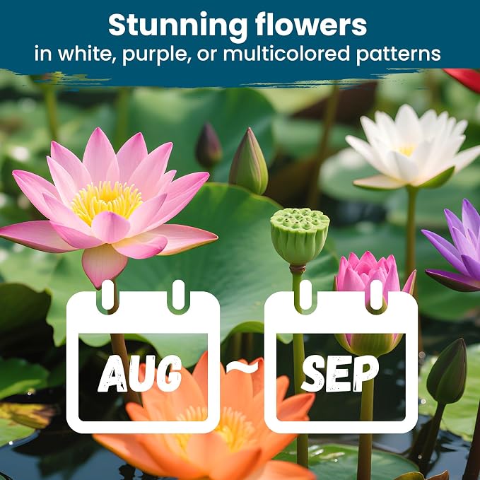 Lotus Seeds for Planting in Water – 160 PCS Mixed Bowl Lotus Seeds, Water Lily & Water Plants for Ponds, Live Pond Plants for Outdoor Ponds, Floating Pond Plants – Indoor Bonsai, Garden, Koi Pond