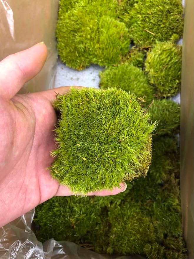 Preserved Pole Moss Pillow Bun Cushion Natural Decorative Real Natural Green DIY Kit Gardenning Art Wall Decor Florist Decor Easter Table Decor Wedding (1.5 sq.ft, Green-D)