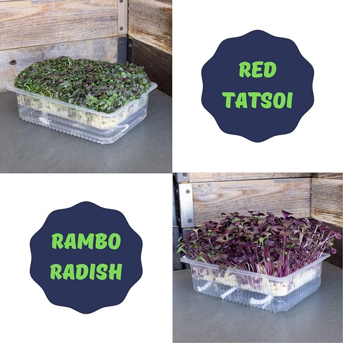 Self-Watering Indoor Microgreens Kit – Soil and Hydroponic Combo Pack – Complete Growing Set for Vegetable and Herb Microgreens – Includes Broccoli, Radish, Chard, Cilantro Seeds, and More