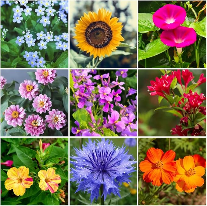 Assorted Flower Seeds, 19 Varieties, 28g, Sunflower, Zinnia, Morning Glory, Calendula, Cornflower, Quick Germination, Low-Maintenance for Beginners