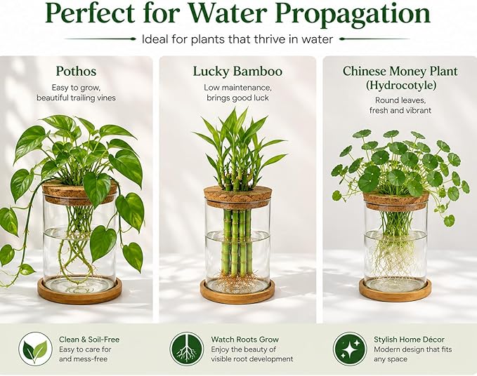 Glass Plant Propagation Stations, 2PCS Hydroponic Vases with Wooden Lid and Bamboo Stand for Plant Growing, Home & Office Decor