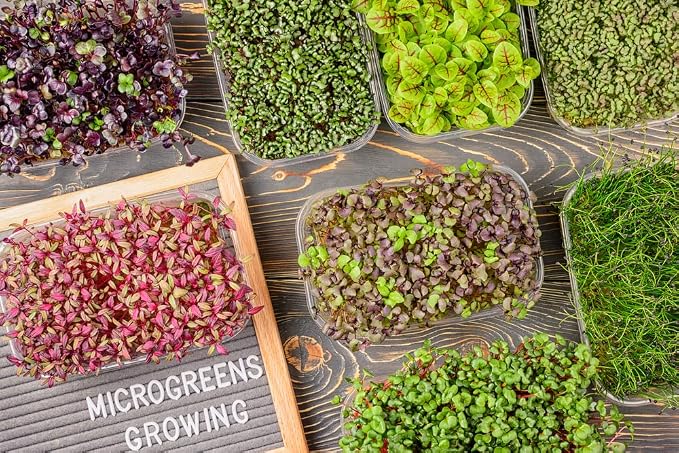 "Spicy Salad Mix" Microgreens Blend of Seeds, 300+ Heirloom Seeds Per Packet, (Isla's Garden Seeds), Non GMO Seeds, Great Indoor/Outdoor Home Garden Gift