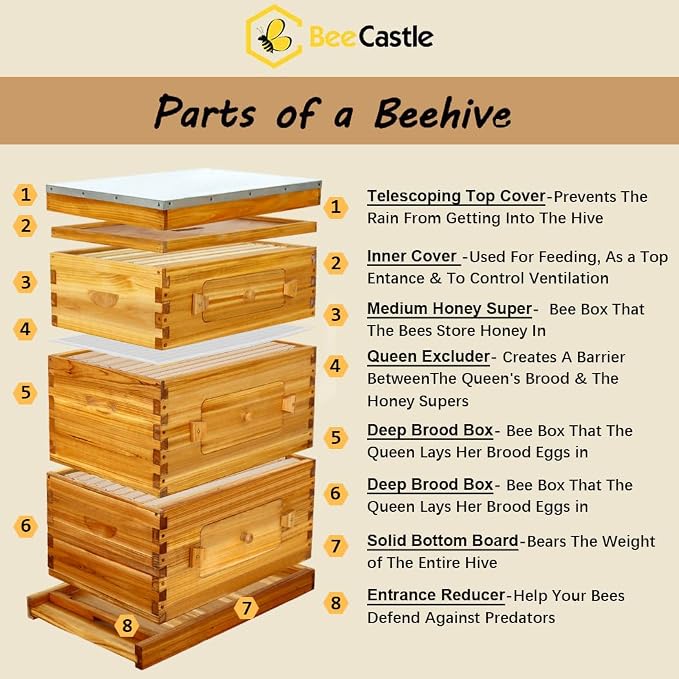 BeeCastle 10-Frame Langstroth Beehive with Windows, Beeswaxed Coated Bee Hive for Beginners with Beehive Frames and Waxed Foundations (2 Deep Bee Boxes & 1 Medium Super Bee Box)