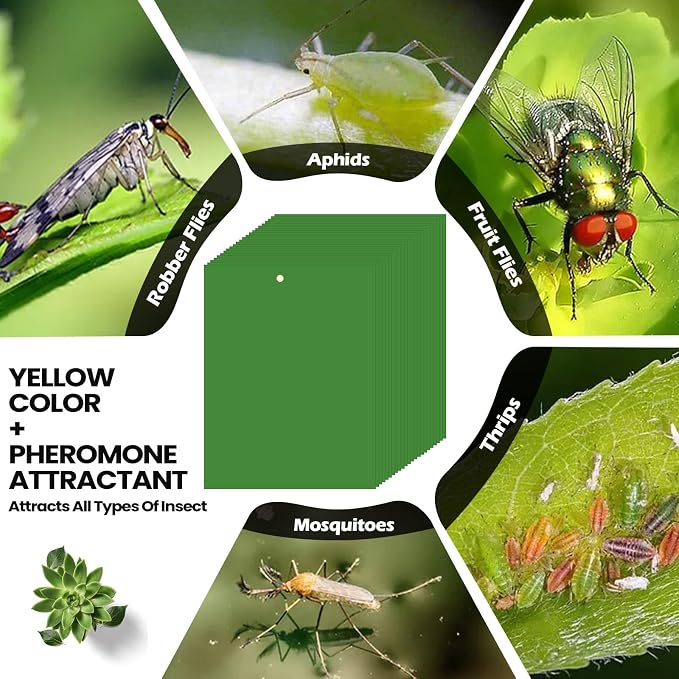 Qualirey 150 Pcs Green 6 x 8 Inch Sticky Traps for Gnats Dual Sided Fruit Fly Sticky Traps for Indoor and Outdoor Plant with Twist Ties and Plastic Holders for Fungus Gnats, Bug, Flying Insect
