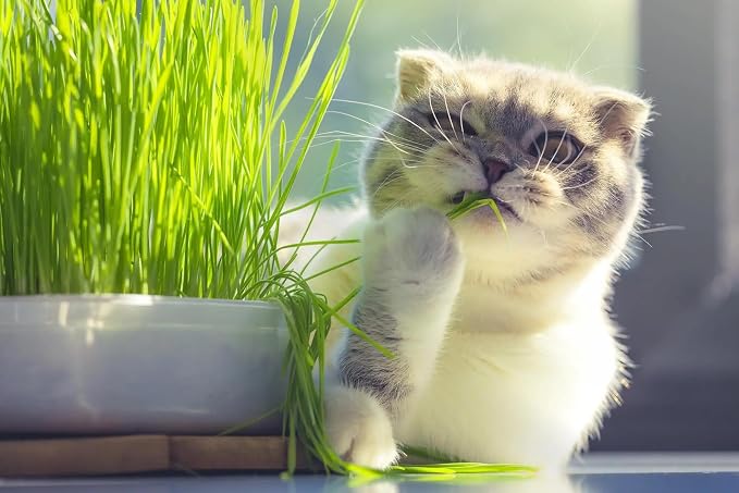 Gardenera Premium Cat Grass Potting Mix - Provide Your Feline Friend with a Natural and Nutritious Snack - 1 Quart