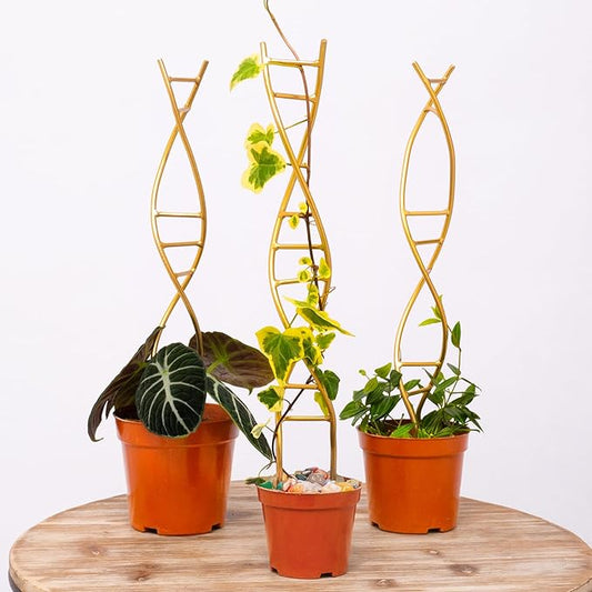 Yohsnor 3PCS DNA Plant Trellis Indoor and Outdoor - Lightweight Metal Trellis for Potted Plants, Hoya & Pothos Climbing Support, Artistic Geometric Design, Durable & Easy Installation