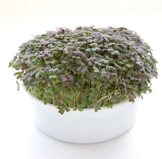 Mini Microgreens Growing Kit - Mizuna Mustard - Grow Your Own Organic Gourmet Micro Greens Indoors: Salad, Sandwich & Garnish - Easy & Fun - Great Gift or Stocking Stuffer (Red Streaks Mizuna Mustard)