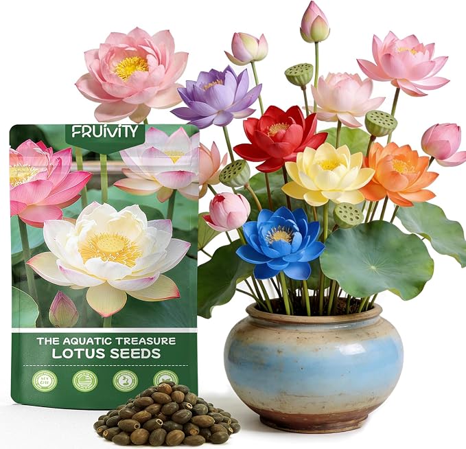 30 PCS Lotus Seeds for Planting in Water - Mixed Color Bowl Lotus Seeds, Live Pond Plant Water Lily Seeds for Indoor Bonsai, Koi Pond, Outdoor Ponds & Garden