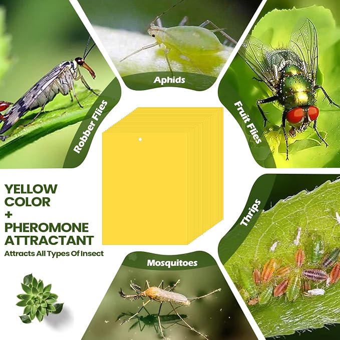 Qualirey 250 Pcs Yellow 6 x 8 Inch Sticky Traps for Gnats Dual Sided Fruit Fly Sticky Traps for Indoor and Outdoor Plant with Twist Ties and Plastic Holders for Fungus Gnats, Bug, Flying Insect