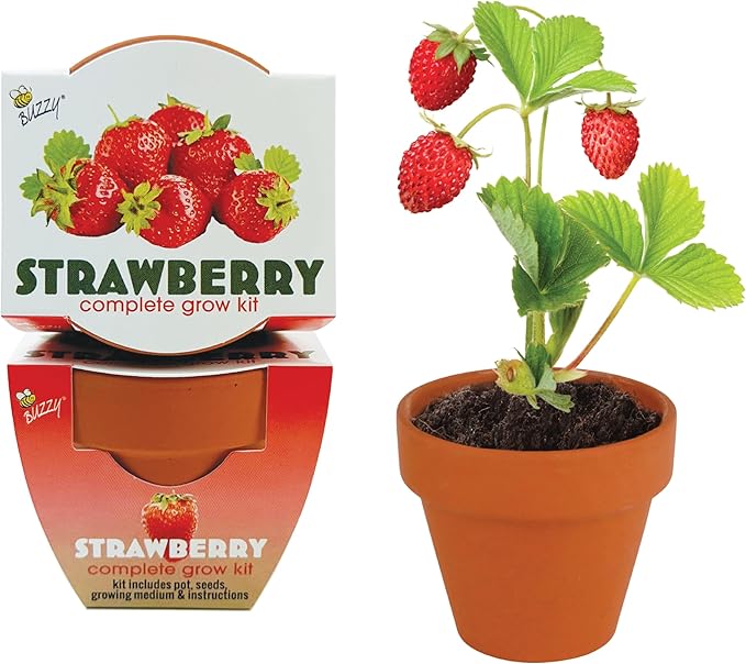 Buzzy Seeds Alpine Strawberry Grow Kit 12-Pack - Mini Terracotta Pot Grow Set - Complete Indoor/Outdoor Gardening Kit with Seeds, Coconut Husk Growing Medium & Genuine Pots - 100% Grow Guarantee