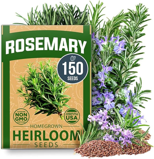HOME GROWN Non GMO Rosemary Seeds Pack - 150 High Germinating Heirloom Herb Seeds for Planting in Indoor or Outdoor Herb Gardens (Salvia rosmarinus)