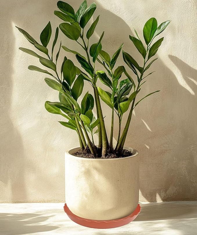 6 Pack Plant Saucer 6 inch, Heavy Duty Plastic Plant Saucers, Durable Plant Tray for Pots, Flower Saucers for Indoors, Plant Pot Saucers, Trays for Planter (Terracotta)