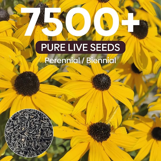 Groundio Black Eyed Susan Seeds, 7500+ Perennial Flower Seed to Plant Indoor & Outdoor, Attract Pollinators | Non-GMO | Heirloom Wildflowers Seeds, USDA Zone 3-9 (Rudbeckia Hirta)