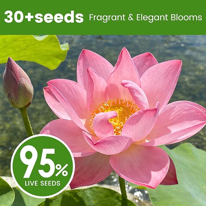 30 PCS Lotus Seeds for Planting in Water - Mixed Color Bowl Lotus Seeds, Live Pond Plant Water Lily Seeds for Indoor Bonsai, Koi Pond, Outdoor Ponds & Garden