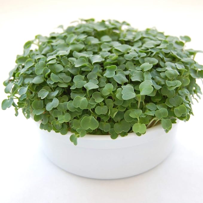 Mini Microgreens Growing Kit - Arugula - Grow Your Own Organic Gourmet Micro Greens Indoors: Salad, Sandwich & Garnish - Easy & Fun - Great Gift or Stocking Stuffer (Arugula)