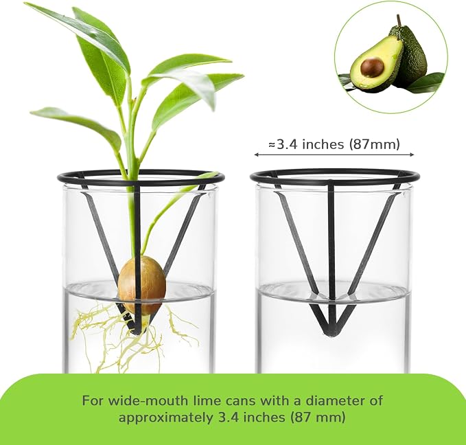 4Pcs Avocado Seed Starter vase Holders That can be Used as Propagation Kits for Plant Propagation vases, not only for Avocados but Also for Other Similar Plants (Carrots, Sweet Potatoes, etc)