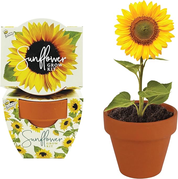 BUZZY Seeds All-in-One Sunflower Grow Kit 12-Pack - Mini Terracotta Pot Grow Set - Complete Indoor/Outdoor Gardening Kit with Seeds, Coconut Husk Growing Medium & Genuine Pots - 100% Grow Guarantee