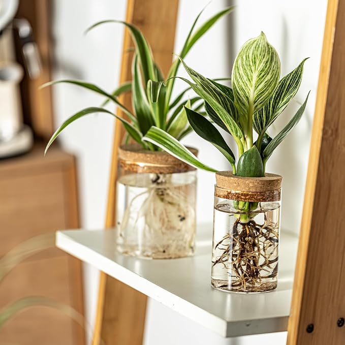 Glass Plant Propagation Station Set of 6, Modern Desktop Flower Vase for Succulent Cuttings, Home Office Decoration, Ideal Housewarming Gift for Living Room, Bedroom