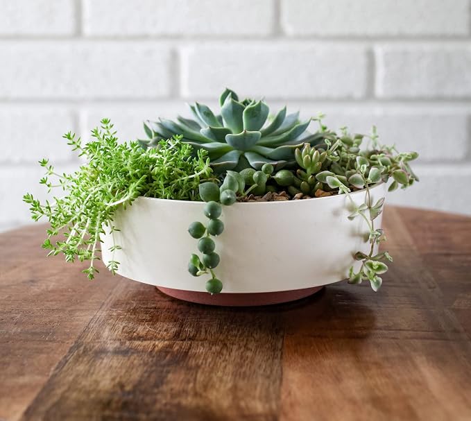 The HC Companies 6 Inch Round Plastic Succulent Capri Bowl 6"x6"x2.25" in Vanilla Bisque with Copper Bottom Color