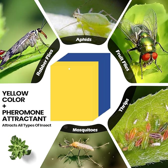Qualirey 100 Pcs 6 x 8 Inch Sticky Traps for Plant Double Sided Sticky Trap for Gnats with Twist Ties Fly Traps for Fruit Insect Fungus Bugs Indoor Outdoor (Yellow,Blue)