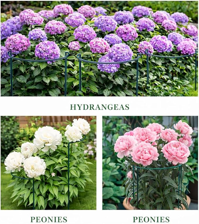 Peony Cages and Supports, 8 Pack Large Half Round Plant Support Cage 10" x 24", Heavy Duty Garden Plant Stakes for Indoor & Outdoor Plants, Peonies, Hydrangeas, Tomatoes & Flowers
