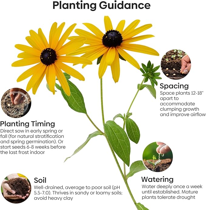 Groundio Black Eyed Susan Seeds, 7500+ Perennial Flower Seed to Plant Indoor & Outdoor, Attract Pollinators | Non-GMO | Heirloom Wildflowers Seeds, USDA Zone 3-9 (Rudbeckia Hirta)