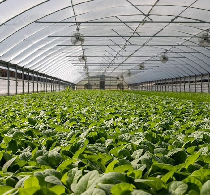 Garden Netting Pest Barrier: 10'x50' Fine Bug Netting for Garden Protection Row Cover Raised Bed Screen Mesh Greenhouse Mosquito Net, Protecting Tree Plants Vegetable Flowers Fruits
