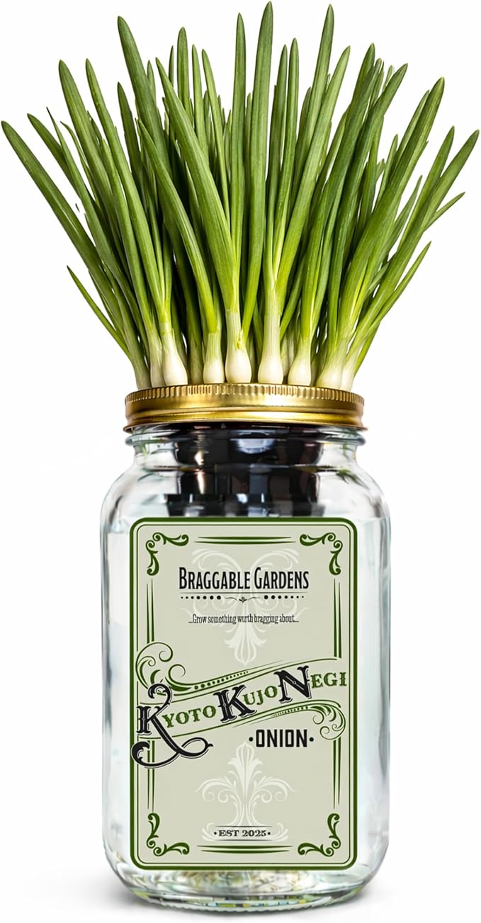 Kyoto Kujo Negi Japanese Green Onion Indoor Garden Kit – Mason Jar Hydroponic Grow Kit – Windowsill Countertop Scallion Garden – Grow Fresh Green Onions Indoors