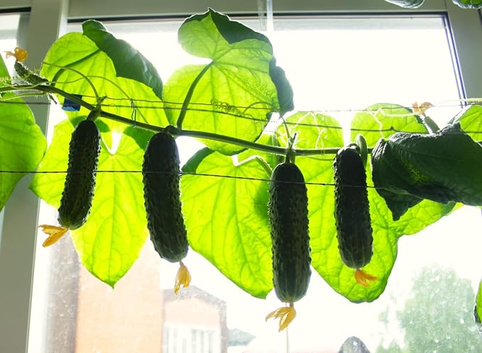 Seeds Indoor Self-Pollinating Cucumber 10 Seeds for Growing Indoors
