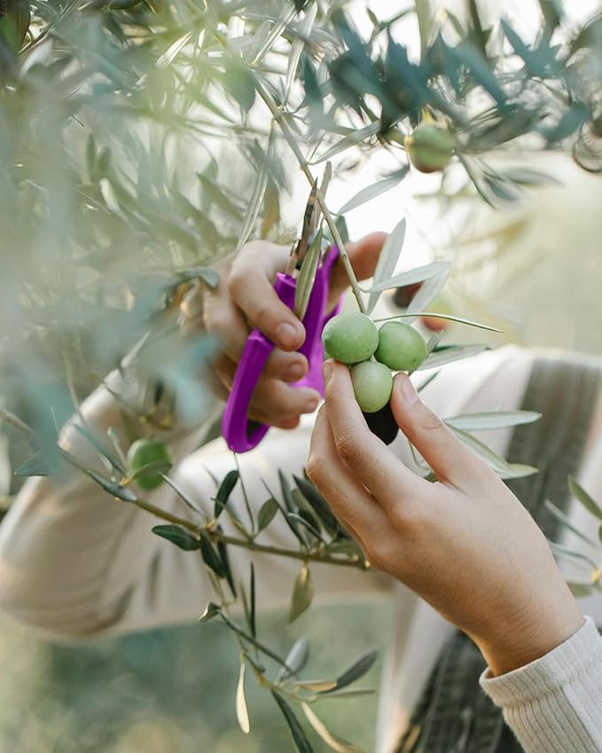 Flower Scissors - Stainless Steel Flower Shears, Garden Plant Floral Shears for Fresh Flowers Stems (Blue, Green, Pink, Violet) (1 PC Violet)