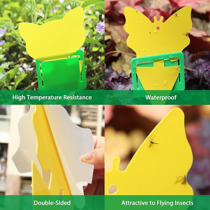 30 Pcs Sticky Fruit Fly Trap and Fungus Predator for Indoor and Outdoor Plant Insect Catcher Used to Prey on White Flies Mosquitoes Fungus Flying Insects…