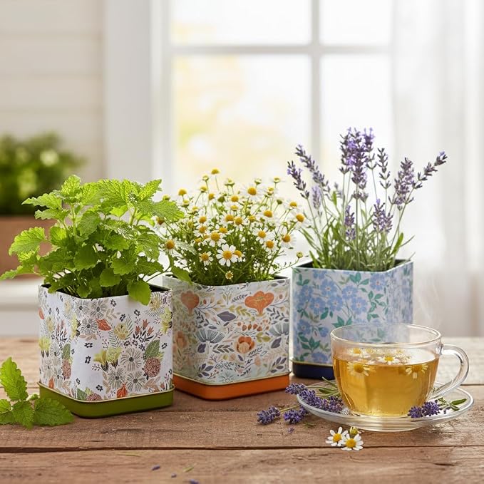 Buzzy Seeds Herbal Tea Garden Grow Kit 3-Pack - Metal Windowsill Planter - Complete Indoor/Outdoor Gardening Kit with Seeds, Coconut Husk Growing Medium & Genuine Pots - 100% Grow Guarantee