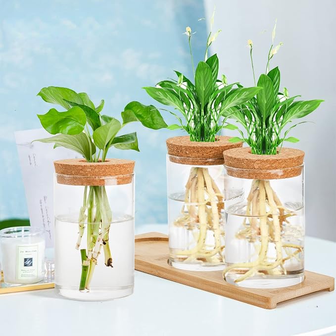 Lawei 3 Pcs Plant Terrarium Propagation Stations, Tabletop Glass Water Planting Glass Vase with Wooden Tray, Clear Jars Containers for Grow Hydroponic Plants Home Office Decoration