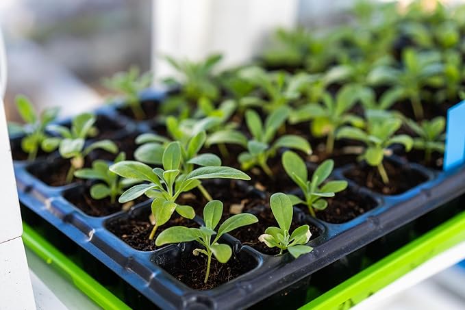 Bootstrap Farmer 1020 Trays, 10 Pack, Green Extra Strength No-Hole Seed Starter Flats for Microgreens, Hydroponics & Fodder - Heavy Duty Reusable Plastic