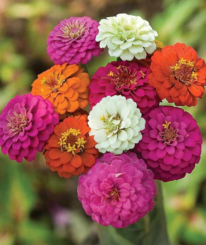 10000+ Zinnia Dahlia Seeds Flower Seeds for 2026 Planting, 2.82 Oz, 5 Varieties (Pink, Yellow, Orange, White, Purple), 80G Mixed Colors and Large Blooms, Open Pollinated - Bulk