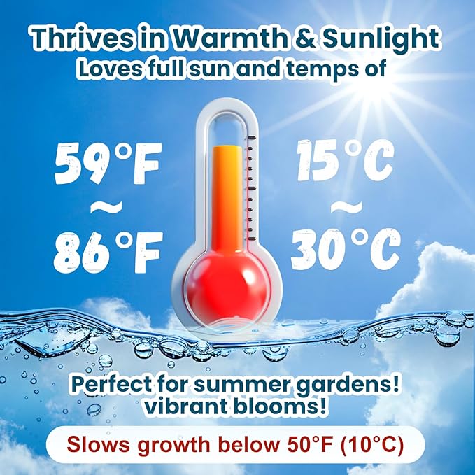 Lotus Seeds for Planting in Water – 60 PCS Mixed Bowl Lotus Seeds, Water Lily & Water Plants for Ponds, Live Pond Plants for Outdoor Ponds, Floating Pond Plants – Indoor Bonsai, Garden, Koi Pond
