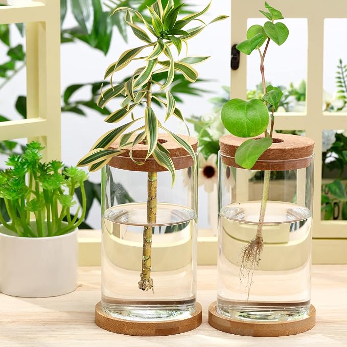 Rtteri 6 Pcs Glass Propagation Stations for Plants, Desktop Flower Vases, Plant Terrarium Desktop Glass Planters with Lid and Wooden Saucer for Home Decoration(2.56 x 4)