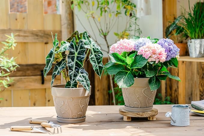Melphoe Plastic Plant Pots Indoor with Drainage & Saucer, 2Pack 8 inch Flower Pots Outdoor Planters for Indoor Plants Garden Home Decor Cactus Succulent, (NOT-Terracotta) Vine-Embossed