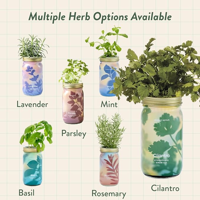 Modern Sprout Mason Garden Jar - Self-Watering Hydroponics Growing System Kit with Organic Herb Seeds - Jar Planter for Indoor Herb Garden - Seed Starter Kit - Home Decor & Gifting - Cilantro
