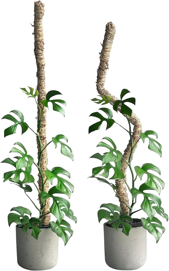 Mossify Bendable Moss Pole 42'' Monstera Plant Support for Climbing Indoor Plants - 100% Sustainably Farmed Moss Pole for Plants Indoor Growth - Flexible Handmade Sphagnum Plant Poles Support