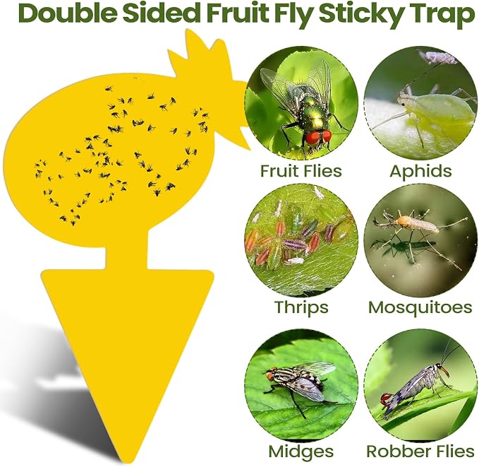 Qualirey 200 Sheets Fruit Fly Sticky Traps for Fruit Fly Gnat Trap for House Indoors Sticky Traps Catcher for Gnats Fungus Gnats Mosquito Catcher Kitchen Outdoor Plants (Fresh Style, Yellow, Green)