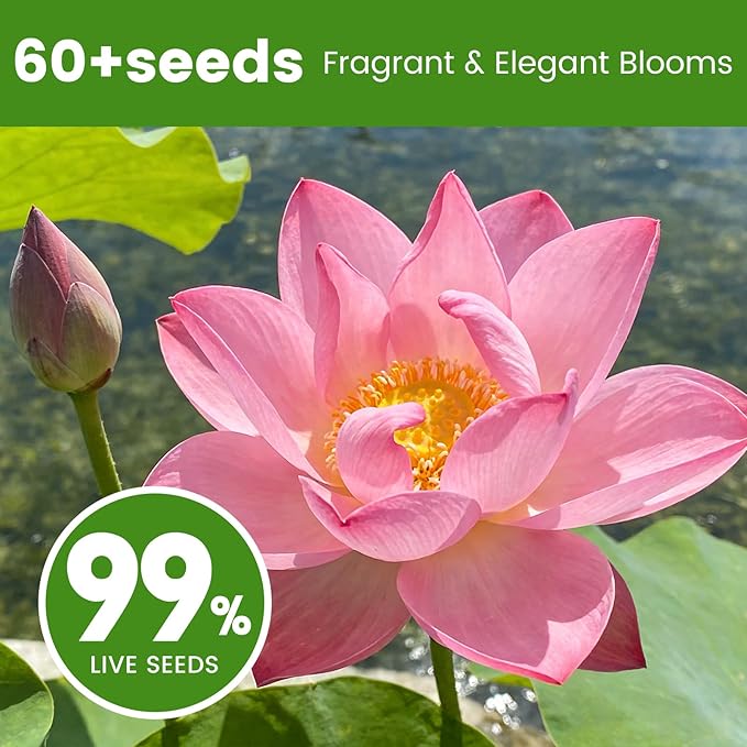 60 PCS Lotus Seeds for Planting in Water - Mixed Color Bowl Lotus Seeds, Live Pond Plant Water Lily Seeds for Indoor Bonsai, Outdoor Ponds & Garden, Koi Pond