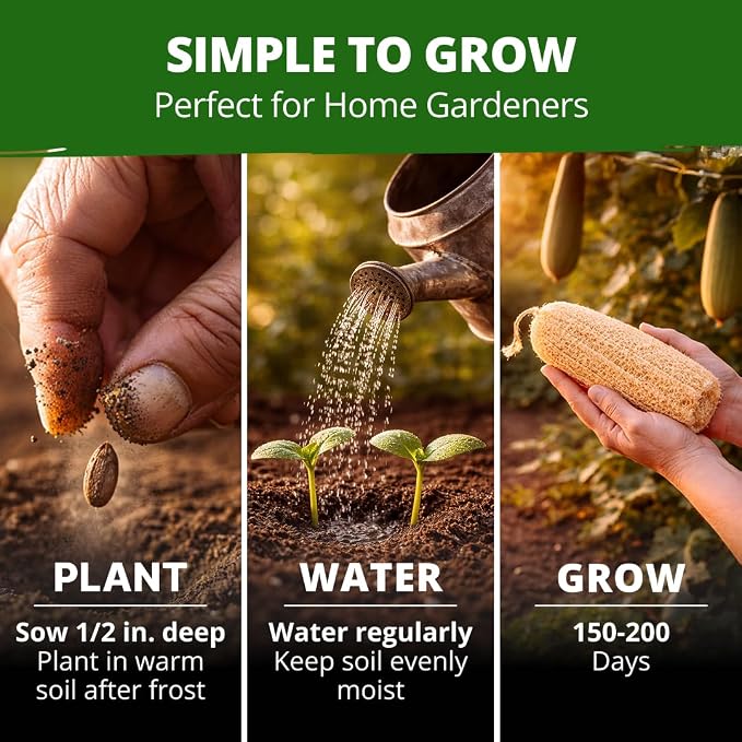 HOME GROWN Luffa Seeds 40 Heirloom Non-GMO Loofah Gourd Seeds for Planting, High Germination, Grow Your Own Natural Bath Sponges, Edible Vining Vegetable Garden, Harvest Young Gourd (Luffa aegyptiaca)
