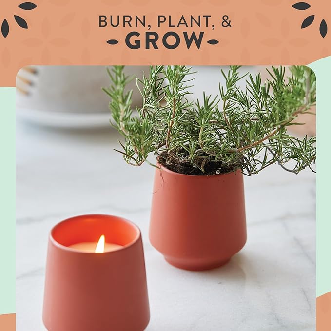 Modern Sprout - 2 in 1 Cucumber Scented & Soy Candle with Seeds that Grows into Rosemary Plant - 6 oz w/ 42 Hr Burn Time in Matte Glaze Ceramic Vessel Ideal for Indoor Herb Garden